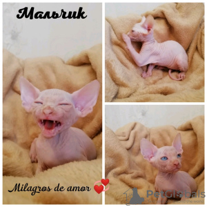 Photo №4. I will sell sphynx-katze in the city of Kemerovo. from nursery - price - 70$