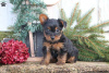 Photo №1. yorkshire terrier - for sale in the city of Oberhausen | 645$ | Announcement № 63831