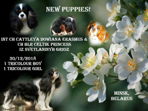 Photo №1. cavalier king charles spaniel - for sale in the city of Minsk | Negotiated | Announcement № 1271