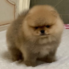 Photo №2 to announcement № 56449 for the sale of pomeranian - buy in Netherlands private announcement