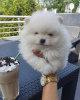 Photo №3. Pomeranian puppies. Germany