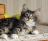 Photo №2 to announcement № 108615 for the sale of norwegian forest cat - buy in United States private announcement