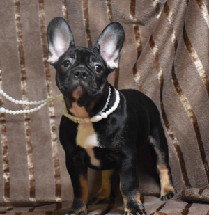 Photo №2 to announcement № 3419 for the sale of french bulldog - buy in Russian Federation from nursery