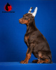 Additional photos: Doberman puppies with RKF documents