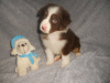 Additional photos: Australian Shepherd Puppies