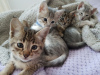 Photo №3. Trained Savannah kittens with good health for Adoption now. United States