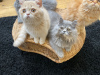 Photo №2 to announcement № 31246 for the sale of persian cat - buy in United States breeder