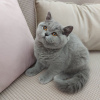 Photo №4. I will sell british shorthair in the city of Varna. from nursery - price - 1796$