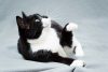 Photo №3. Charming black and white cat Mila with a heart on her paw is looking for the. Russian Federation