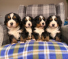 Photo №4. I will sell bernese mountain dog in the city of Pittsburgh. breeder - price - 400$