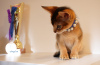 Photo №1. abyssinian cat - for sale in the city of Riga | 1057$ | Announcement № 122190