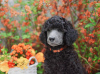 Photo №3. poodle big. Poland