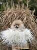 Photo №2 to announcement № 71178 for the sale of pomeranian - buy in Serbia breeder