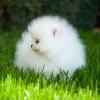 Photo №3. pomeranian. Germany