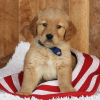 Photo №1. golden retriever - for sale in the city of Бардеёв | 370$ | Announcement № 29251