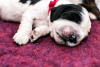 Additional photos: English Springer Spaniel puppies