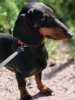 Photo №2 to announcement № 111013 for the sale of dachshund - buy in Russian Federation private announcement