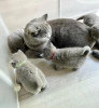 Photo №1. british shorthair - for sale in the city of Quogue | 300$ | Announcement № 122949