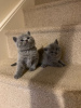 Photo №2 to announcement № 88573 for the sale of british shorthair - buy in Germany private announcement