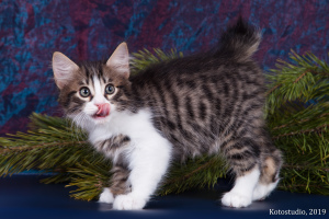 Photo №3. Kurilian Bobtail kitten. Russian Federation