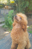 Photo №4. I will sell poodle (dwarf) in the city of Belgrade.  - price - 528$