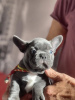 Photo №4. I will sell french bulldog in the city of Гамбург. private announcement - price - 520$
