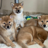 Photo №1. shiba inu - for sale in the city of Kiev | negotiated | Announcement № 33082