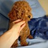 Photo №2 to announcement № 36890 for the sale of poodle (toy) - buy in Israel private announcement