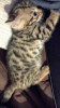 Additional photos: Purebred Bengal Cats kittens available for Caring homes