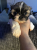 Photo №2 to announcement № 123442 for the sale of shih tzu - buy in Germany private announcement