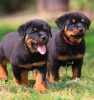 Photo №1. rottweiler - for sale in the city of Stockholm | negotiated | Announcement № 96293
