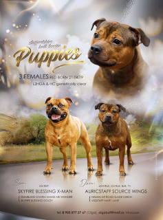 Photo №1. staffordshire bull terrier - for sale in the city of Novosibirsk | 1637$ | Announcement № 2689