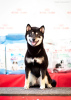 Additional photos: Shiba Inu puppy boy from KUMIKO YOSHI kennel