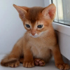 Photo №3. Abyssinian kittens. Belarus