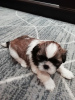 Additional photos: Purebred Shih Tzu puppies