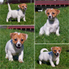 Additional photos: Booking Jack Russell puppies from the kennel for May-June