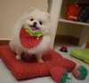 Photo №1. pomeranian - for sale in the city of Хаапсалу | negotiated | Announcement № 17230