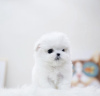 Photo №2 to announcement № 103367 for the sale of maltese dog - buy in United States private announcement, from nursery