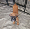 Additional photos: Boxer puppies for adoption