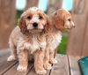 Photo №1. american cocker spaniel - for sale in the city of Vilnius | 370$ | Announcement № 36108