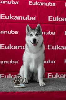 Photo №1. siberian husky - for sale in the city of Omsk | 333$ | Announcement № 2537