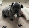 Photo №2 to announcement № 40063 for the sale of french bulldog - buy in United States 