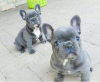 Photo №1. french bulldog - for sale in the city of Þorlákshöfn | negotiated | Announcement № 65579