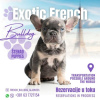 Photo №2 to announcement № 124125 for the sale of french bulldog - buy in Serbia 