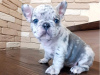Photo №1. french bulldog - for sale in the city of Stockholm | 400$ | Announcement № 84878