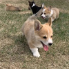 Photo №1. welsh corgi - for sale in the city of Никосия | negotiated | Announcement № 79585