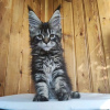 Photo №3. Healthy cute adorable Maine coon kittens available now for sell. Switzerland