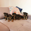 Photo №4. I will sell english toy terrier in the city of Würzburg. private announcement, from nursery, breeder - price - 338$