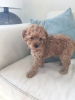 Photo №3. F1b Goldendoodle Miniature Ready to Join Their New and Forever Home. United States