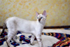 Photo №1. bengal cat - for sale in the city of Minsk | 498$ | Announcement № 9368
